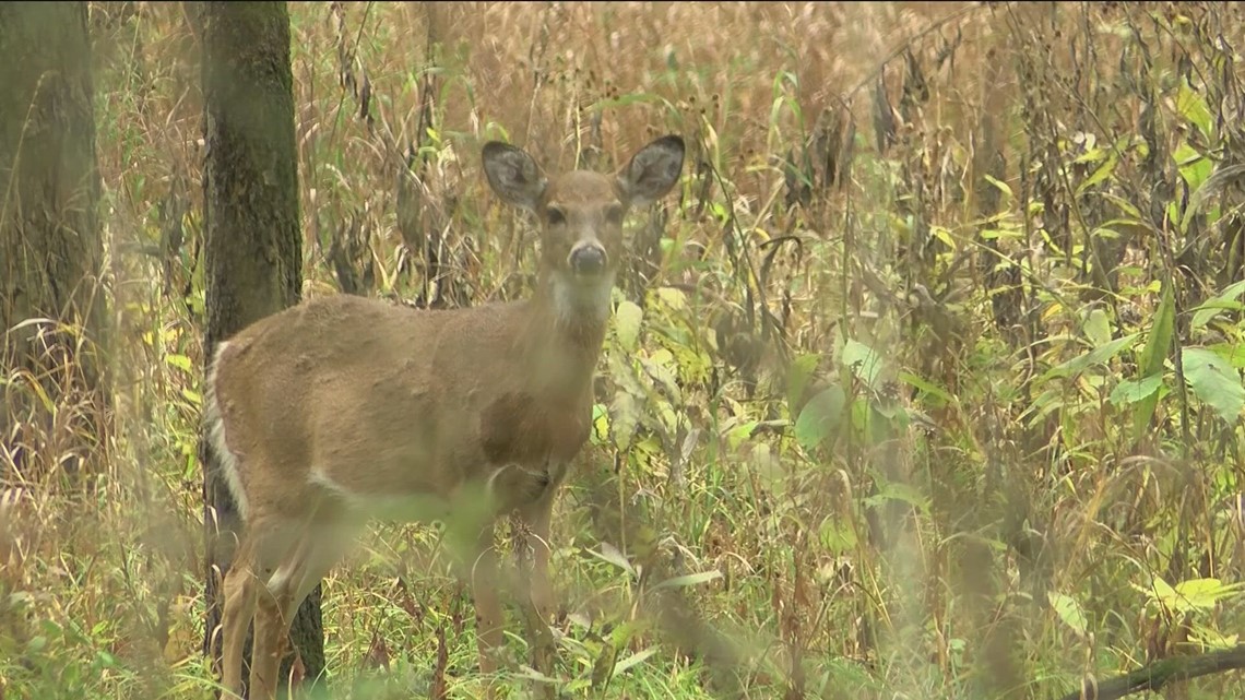 What Do You Do If You Hit A Deer While Driving Wtol