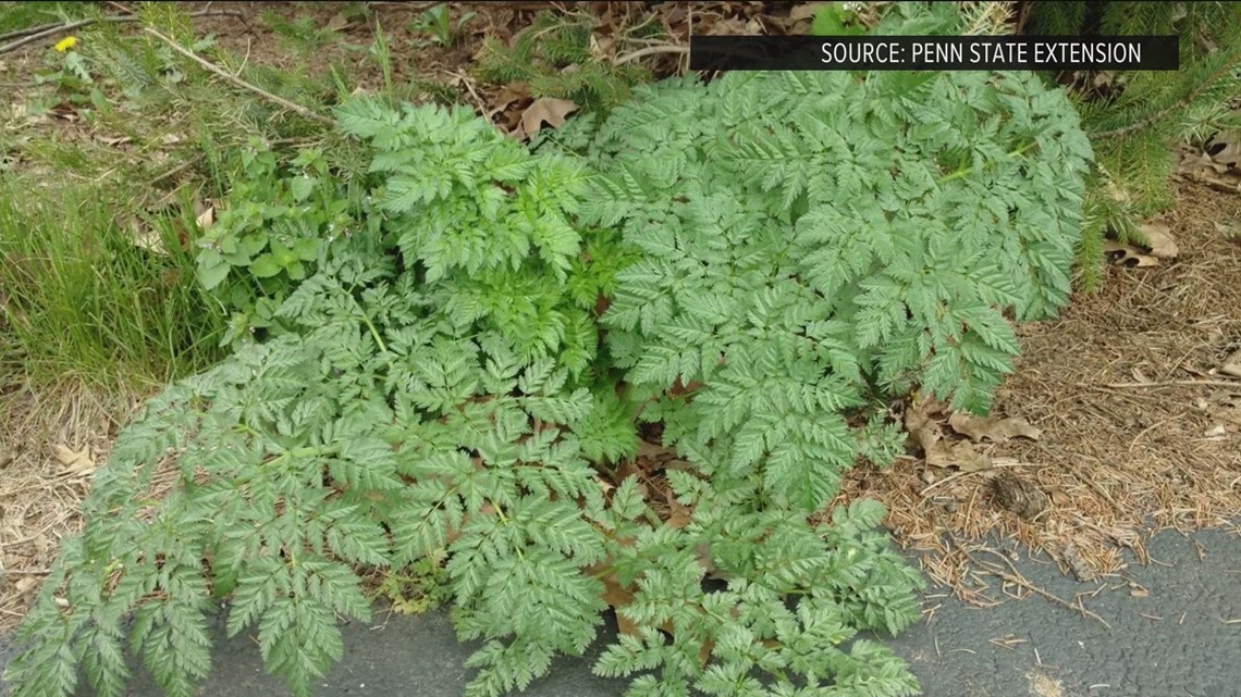 Poison Hemlock A Growing Concern In Ohio Wtol