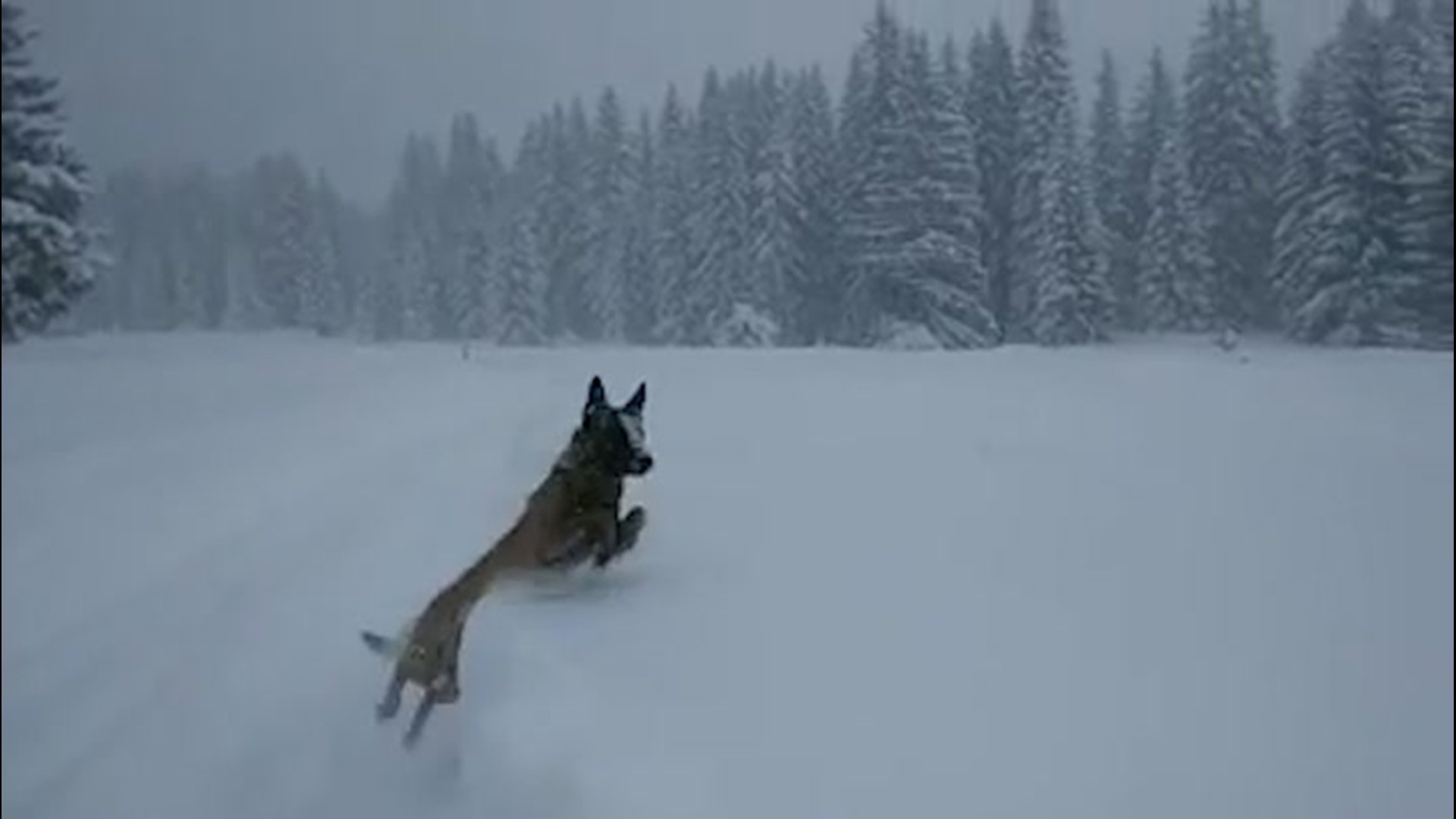 Police dog leaps into huge snowbank