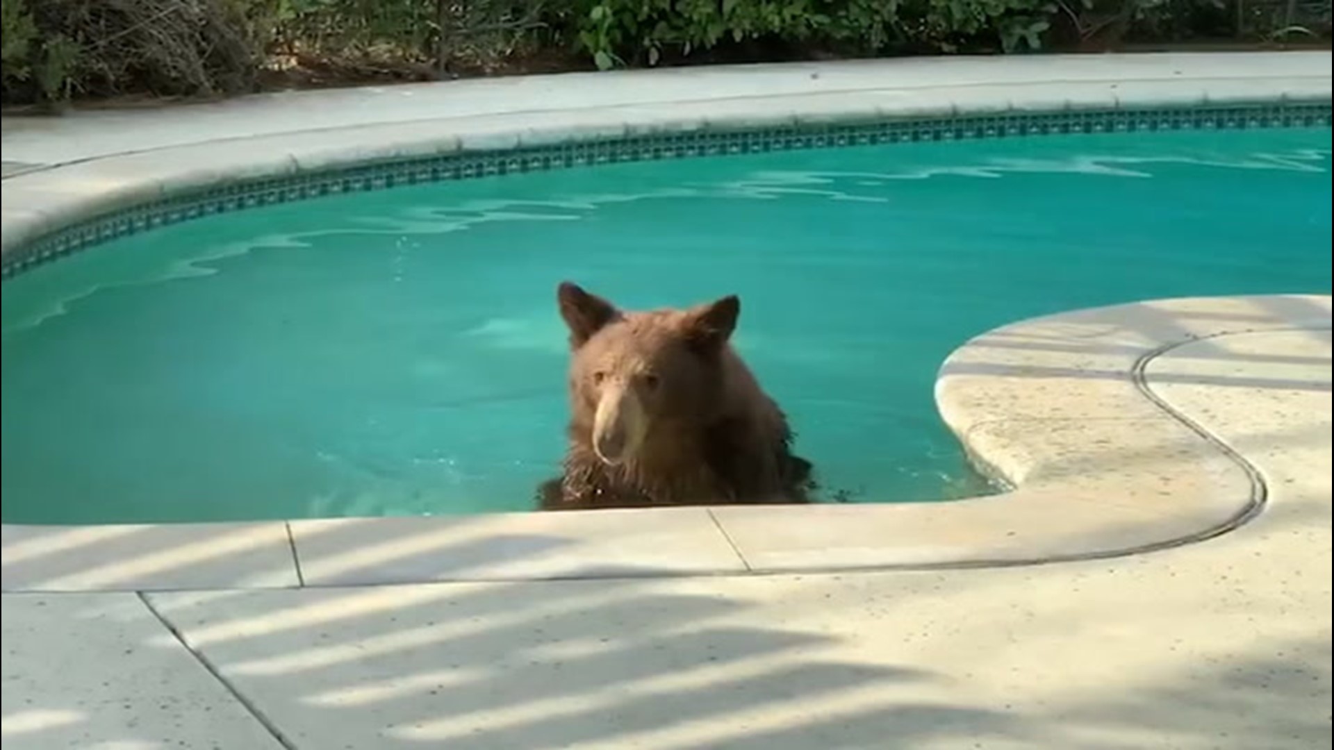During 'unbearable' temperatures this bear took a dip the Liang Family pool on Aug. 18 in Arcadia, California.