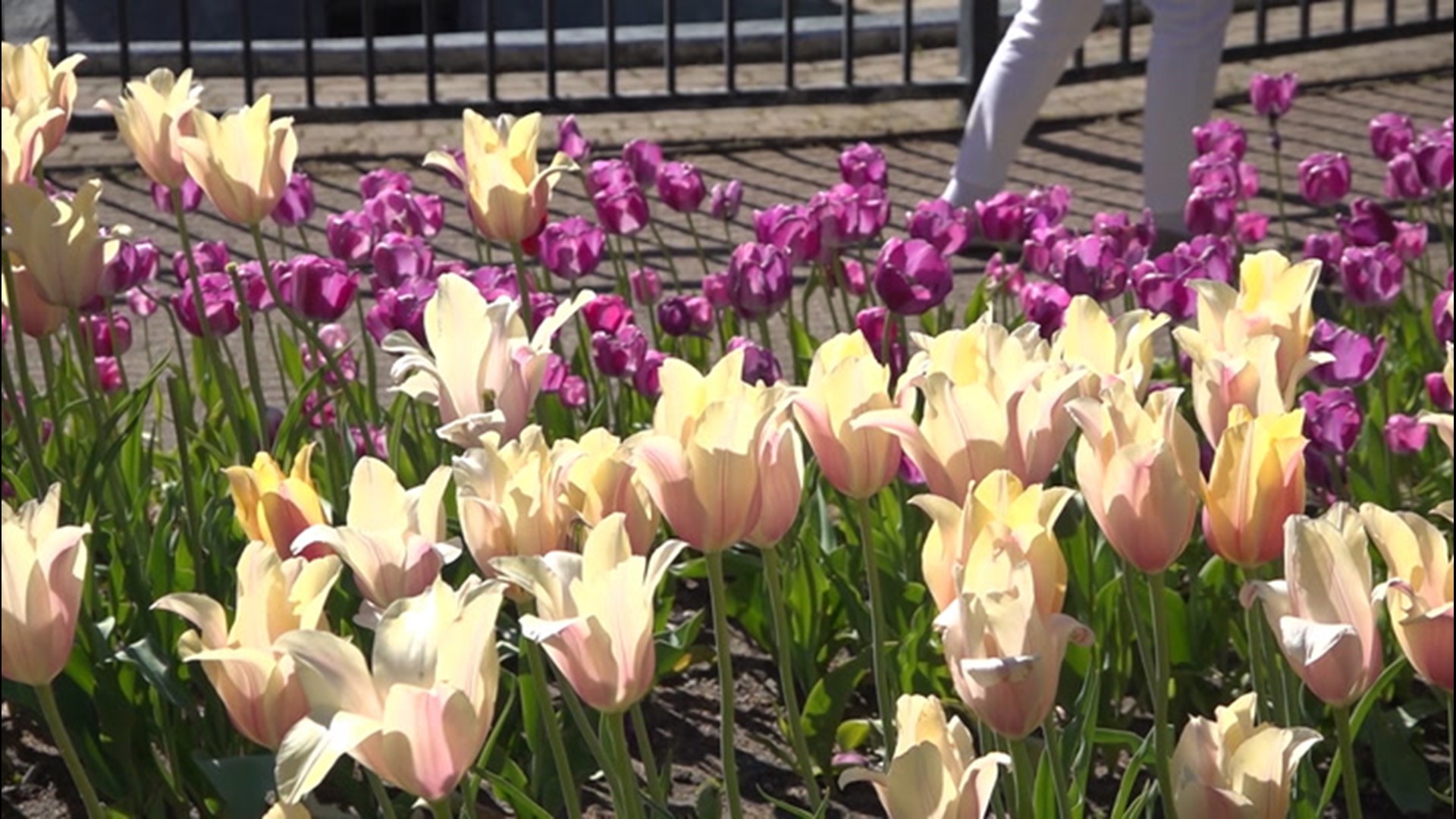 Colorful tulips are one of the best signs of spring. AccuWeather's Emmy Victor checked out one of the largest tulip festivals in the country.