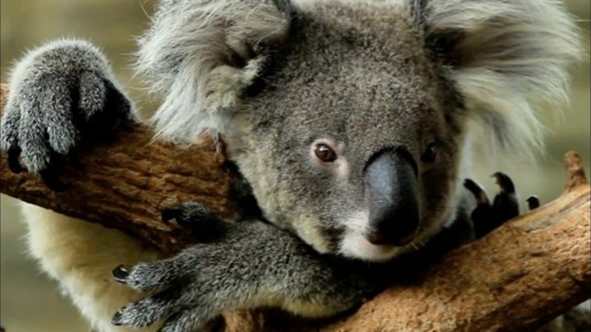 Australian Family Finds Koala In Christmas Tree | Wtol.com