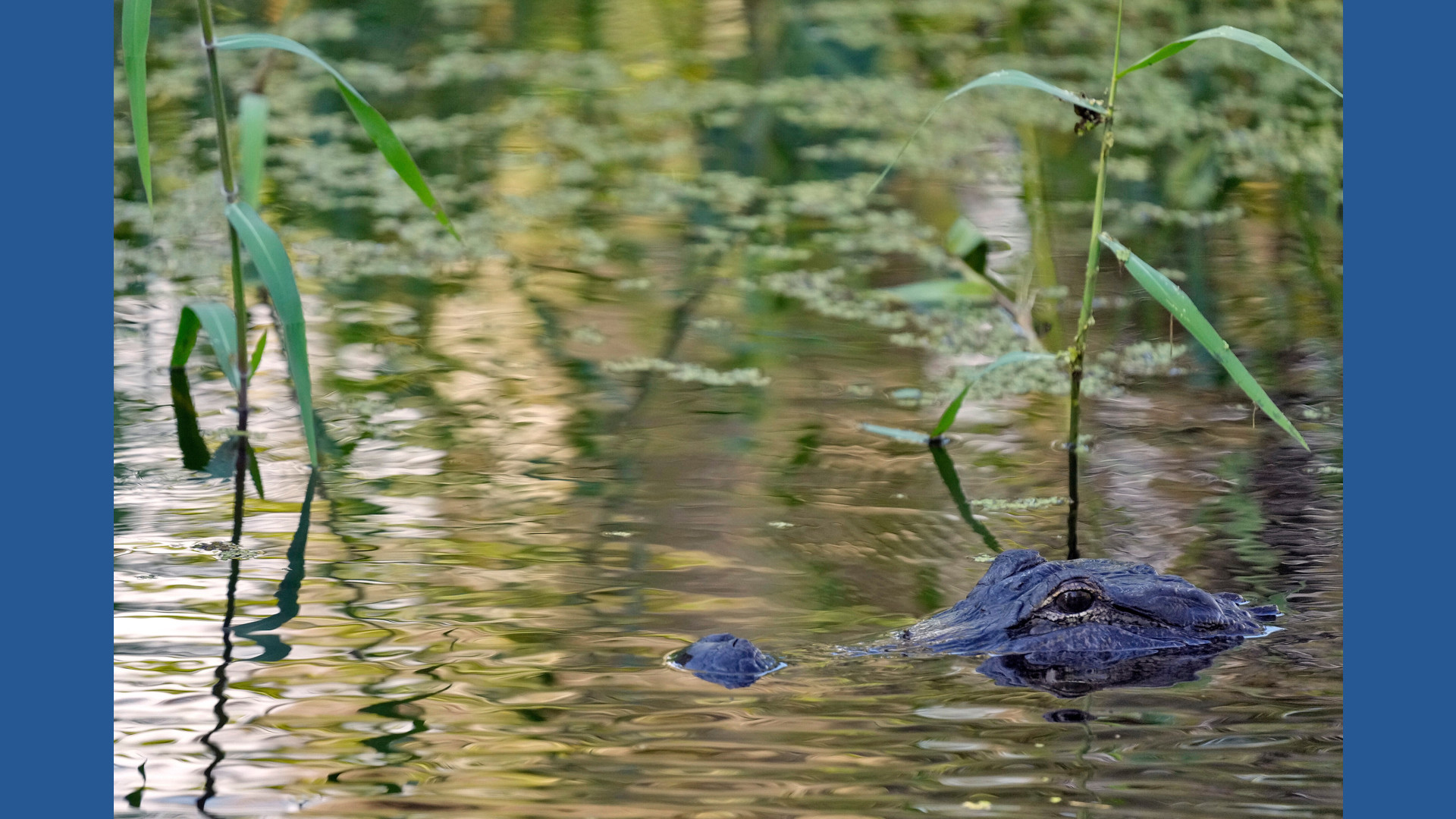 Fisherman, 71, attacked and killed by 12-foot alligator alongside ...