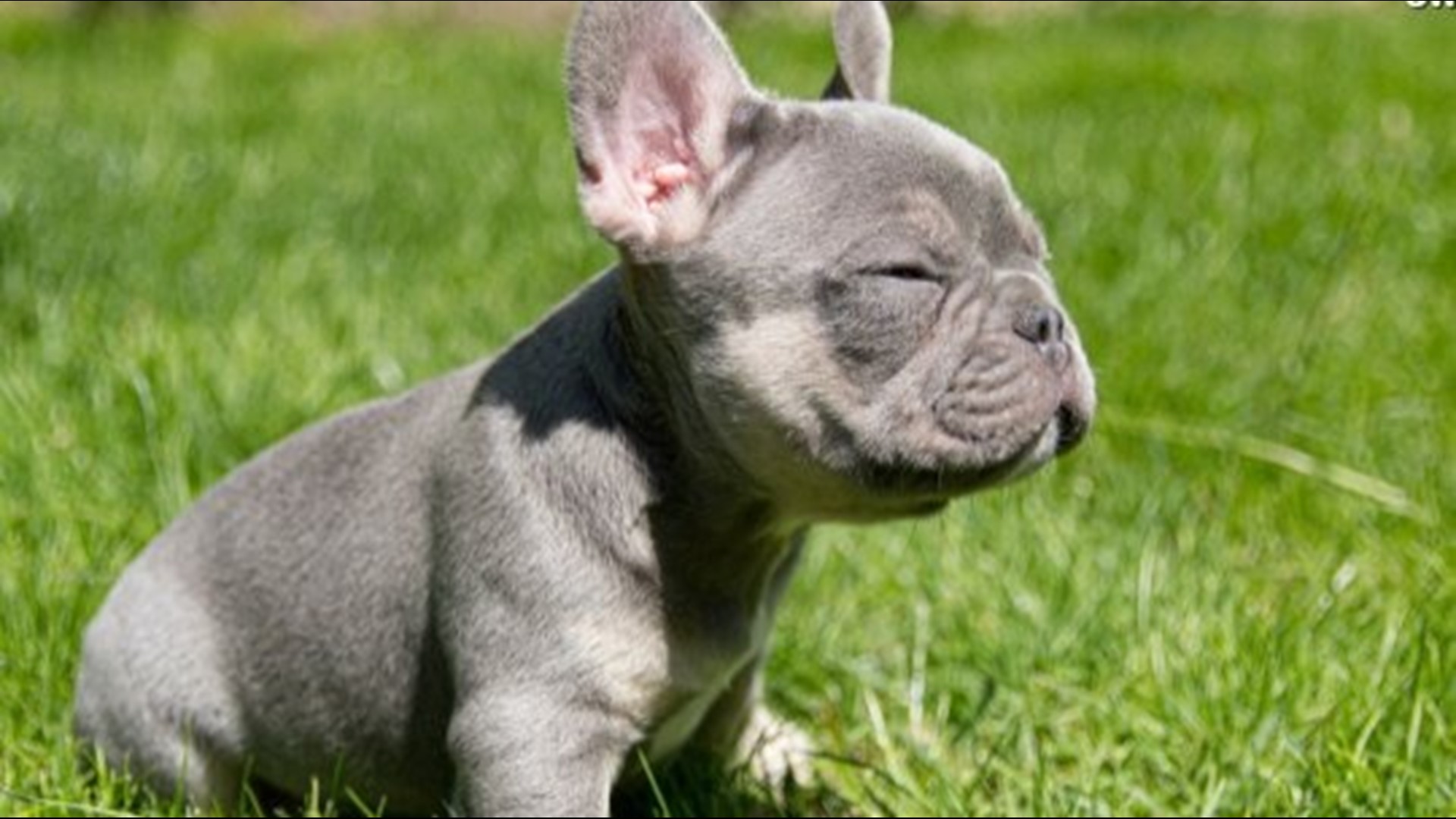 These French Bulldog Puppies Are Adorable But Also Incredibly Expensive Wtol Com