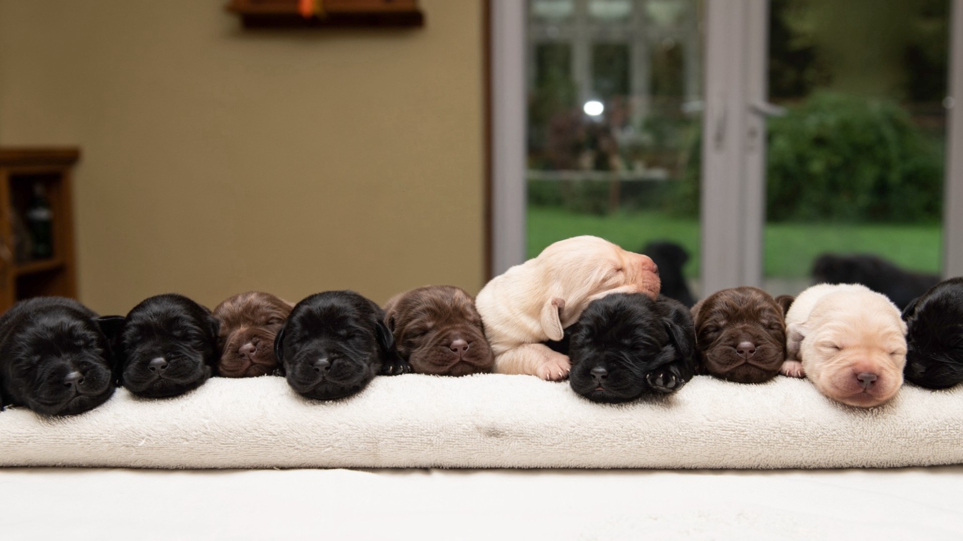 A Labrador gave birth to an extremely rare mix of pure yellow, chocolate and black puppies in the same litter. Buzz60's Johana Restrepo has more.