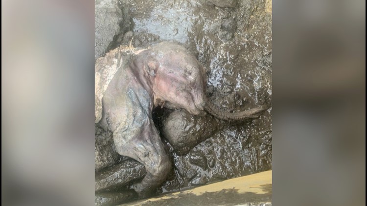 Discovery of Near-Perfect Mummified Baby Woolly Mammoth Makes Ice Age Paleontologist Dream Come True