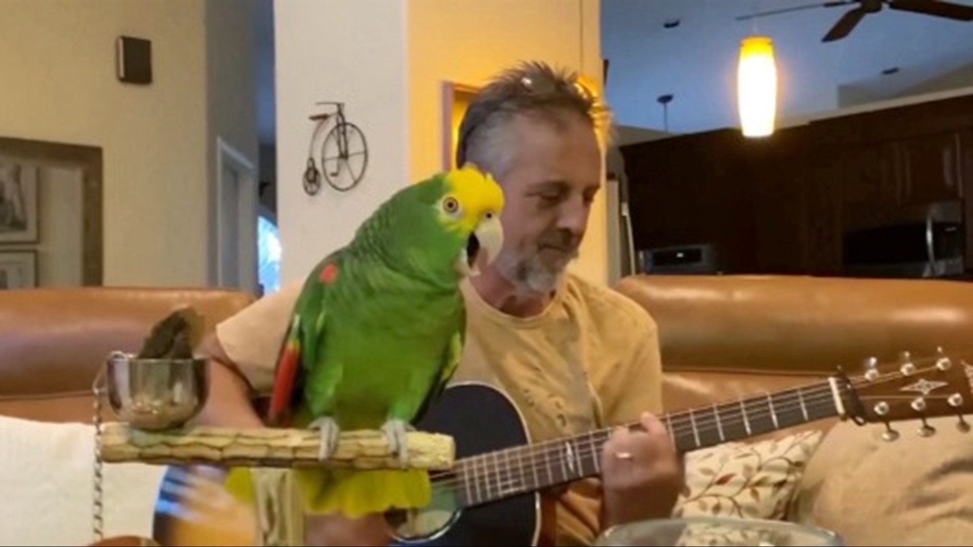 This music-loving parrot sings Bon Jovi, The Beatles and Coldplay, while his owner plays the guitar. Buzz60's Johana Restrepo has more.