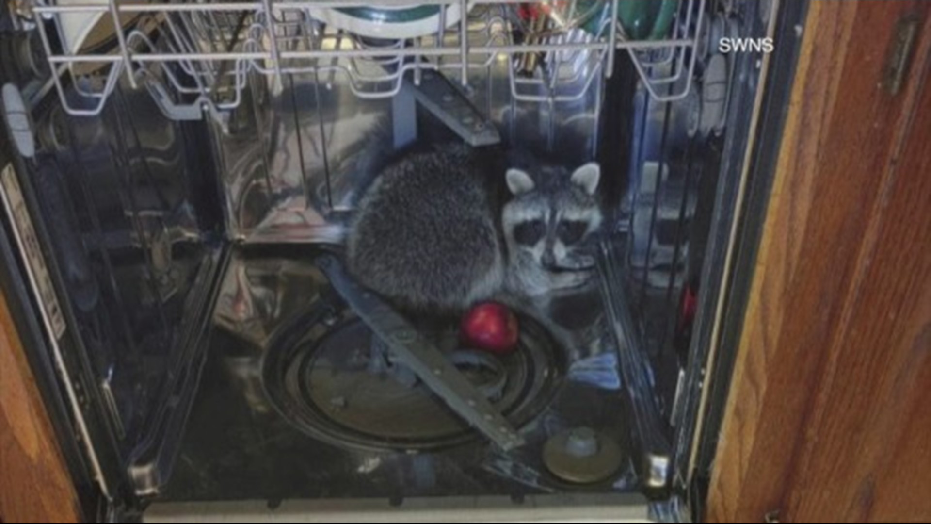 Hmmm something doesn't quite belong in this dishwasher, could it be that raccoon?! Buzz60's Mercer Morrison has the story.