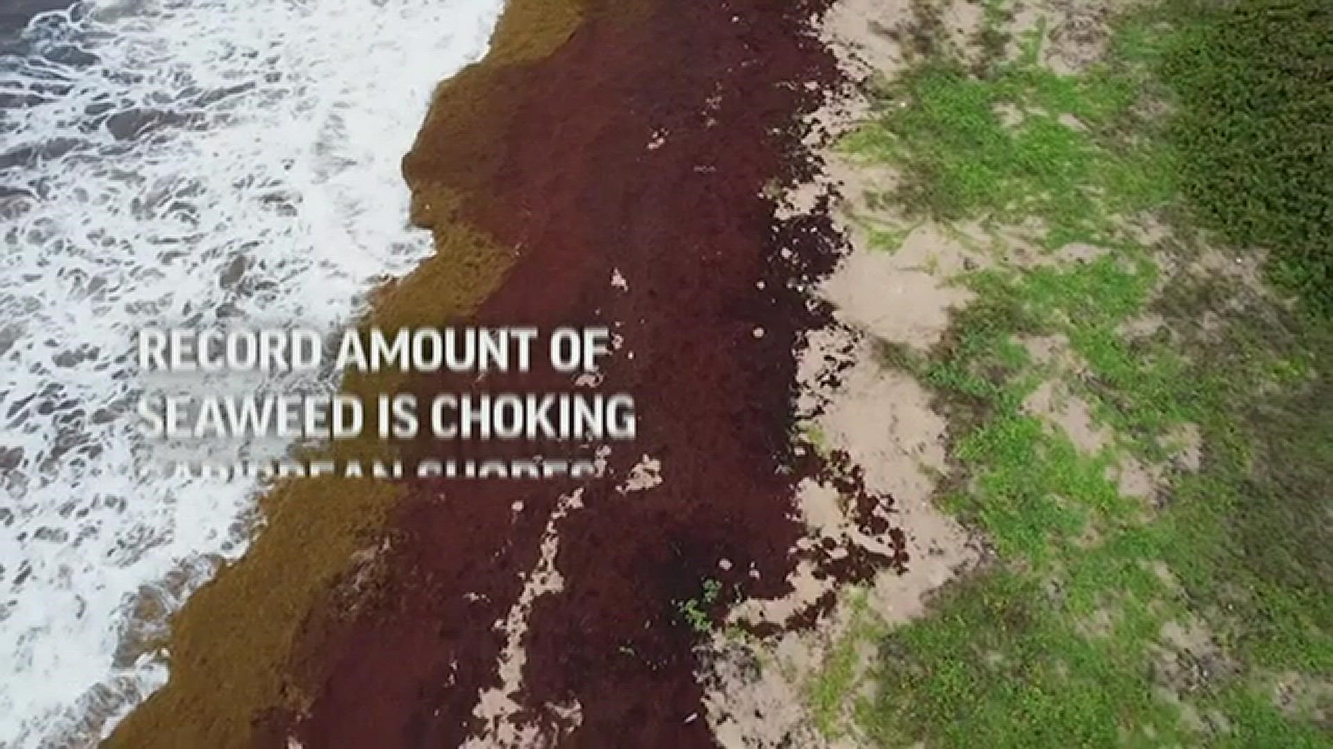 Researchers say more than 24 million tons of sargassum blanketed the Atlantic in June, shattering the all-time record.