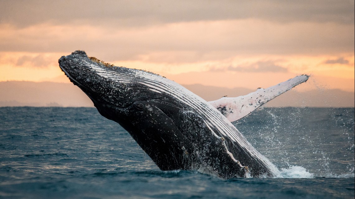 Lobster diver caught in the mouth of a Cape Cod humpback whale - Ohio News  Time