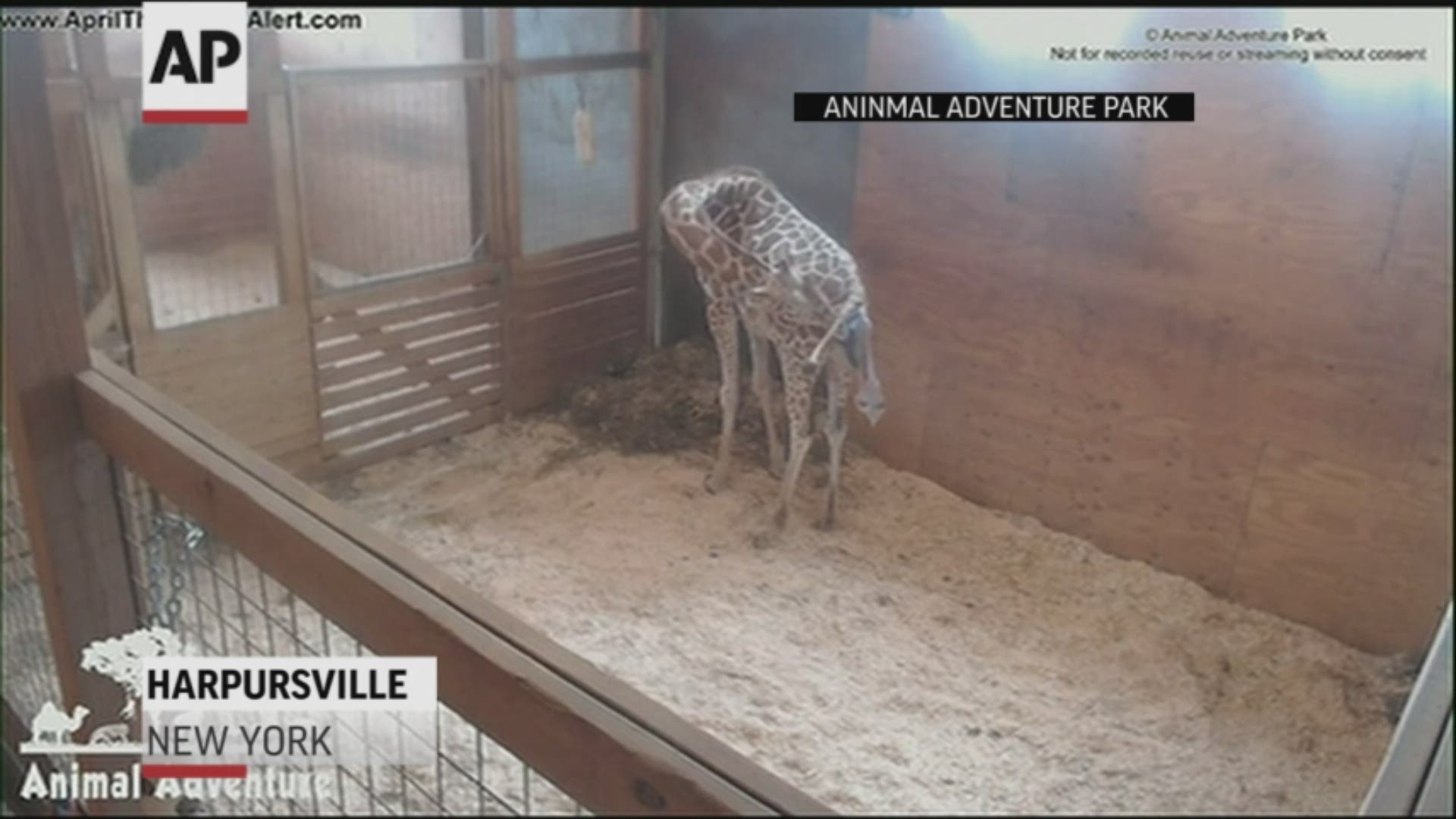 April the Giraffe delivered her calf on Saturday, to the delight of an enthralled internet audience. (AP)