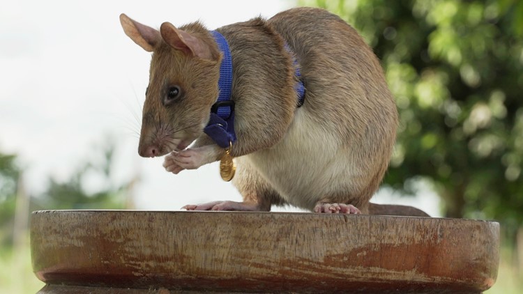 'Hero' rat who detected land mines in Cambodia dies in retirement