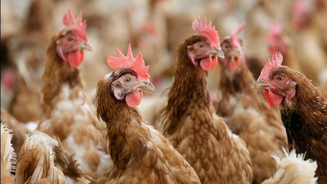 Livestock, poultry producers to comply with new USDA organic rules - Vimarsana News