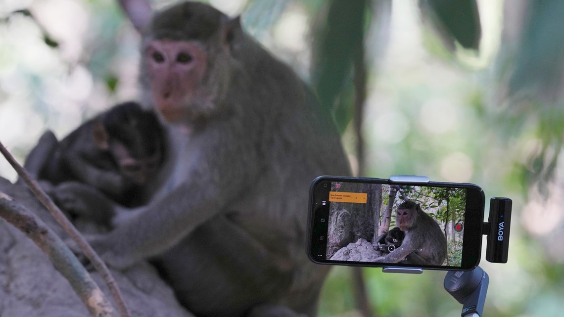 Cambodia investigates YouTubers' alleged monkey abuse - Vimarsana News