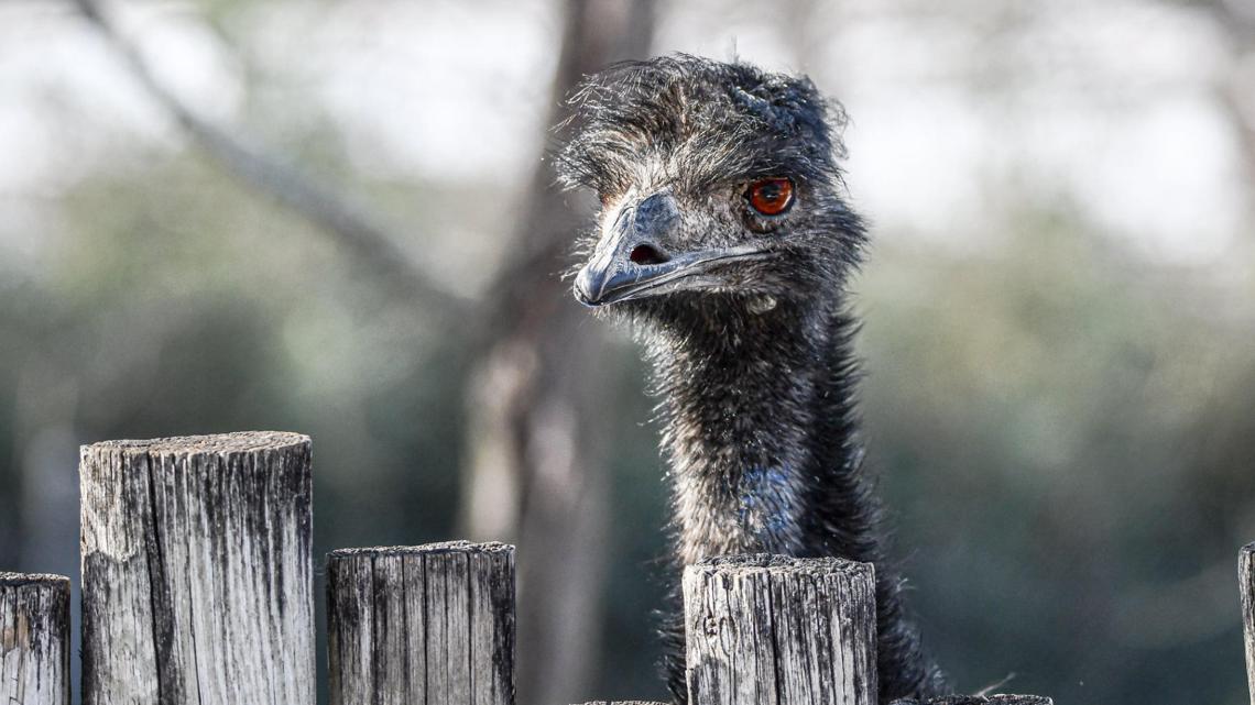 Hailstorm kills 21-year-old emu, injures another animal at Missouri zoo