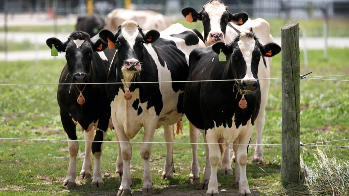 New kind of hen flu detected in US dairy cows