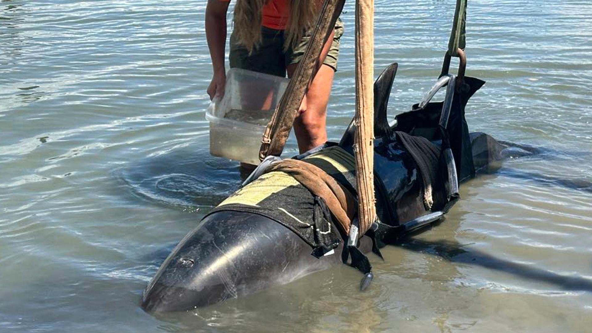 Dolphin weighing 900 pounds crashes onto fishermen's boat in New ...