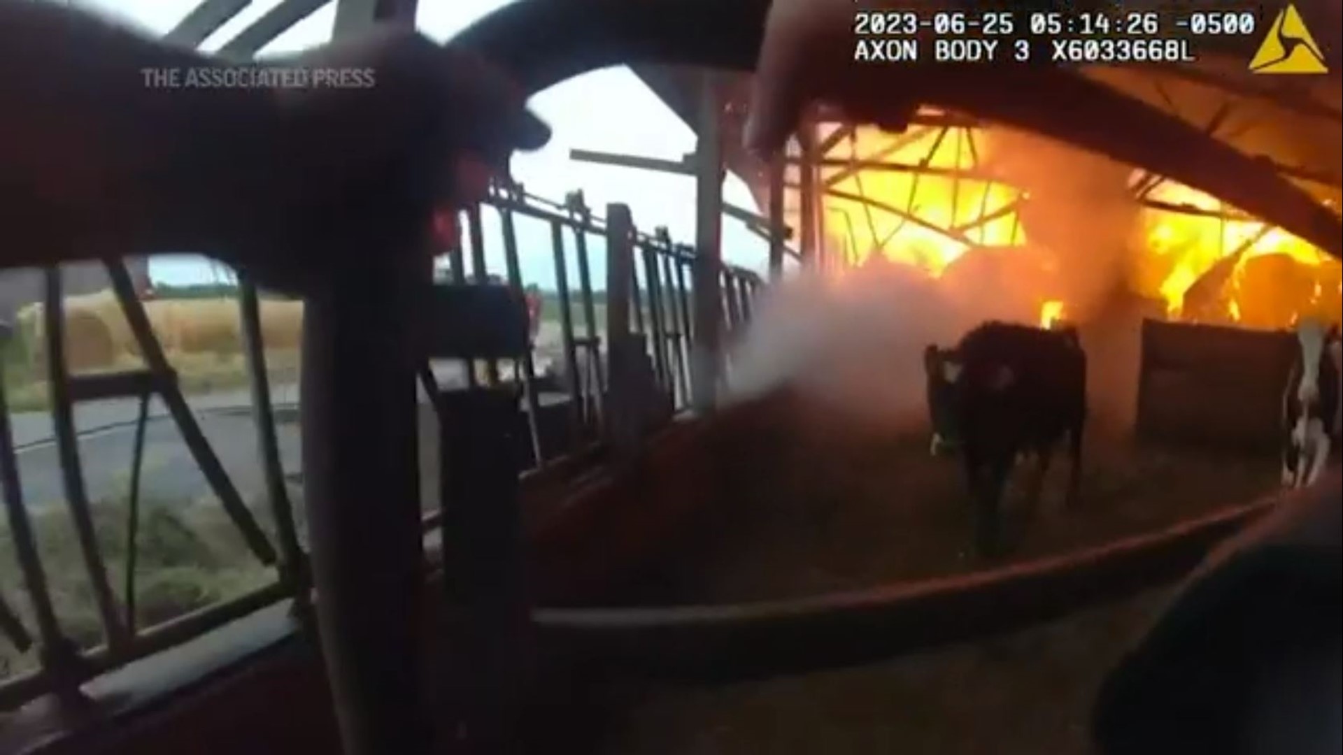 A Wisconsin police officer who ran into a burning barn and rescued three cows trapped inside says the cows “made a beeline” for a pasture once he opened a gate.
