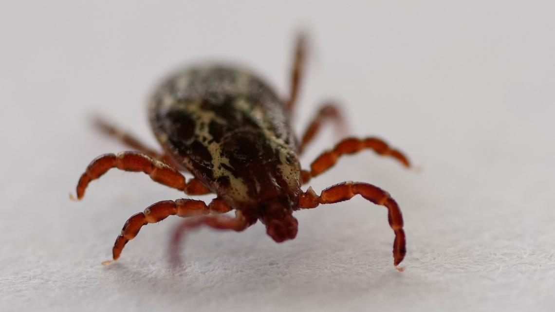 Emergency room visits from tick bites have surged. A new federal plan aims to fight back.