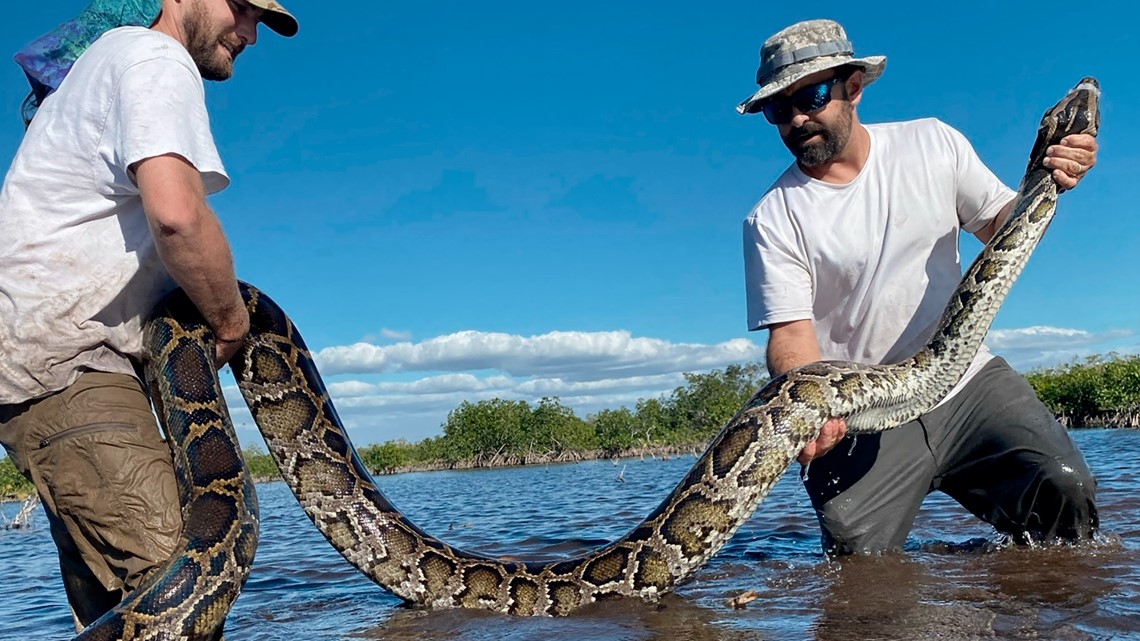 What is the largest Burmese python ever caught in Florida?