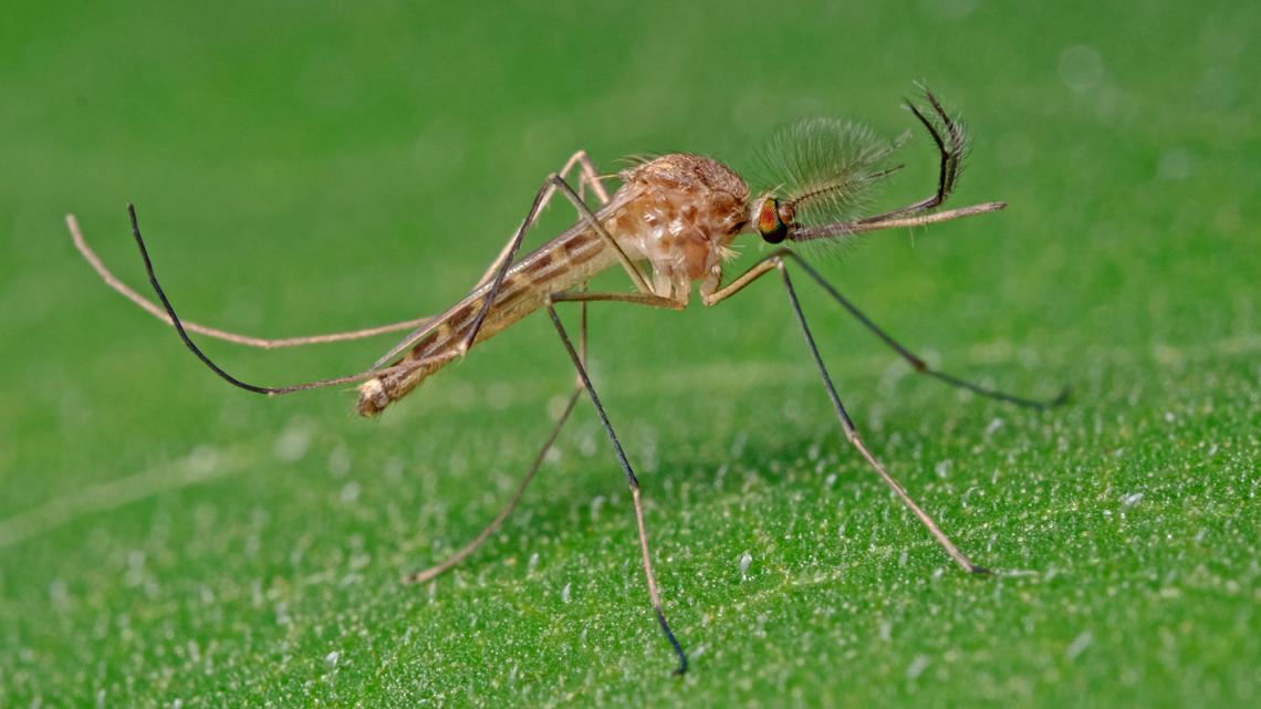 First wild mosquitoes present in Iceland First wild mosquitoes present in Iceland