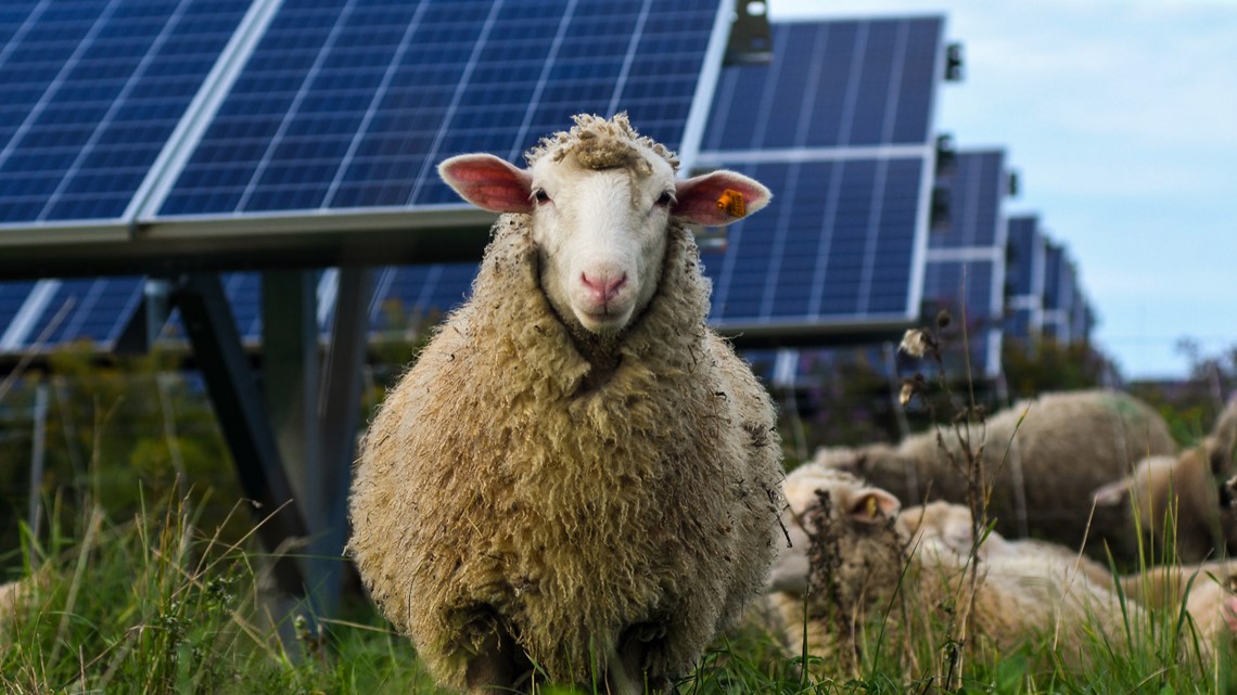 Farmers find alternative uses for solar farms - Vimarsana News
