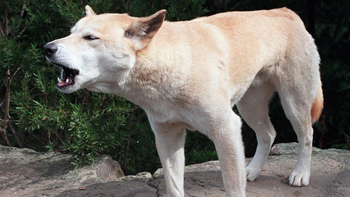 19-year-old woman found dead on Australian beach, surrounded by dingoes