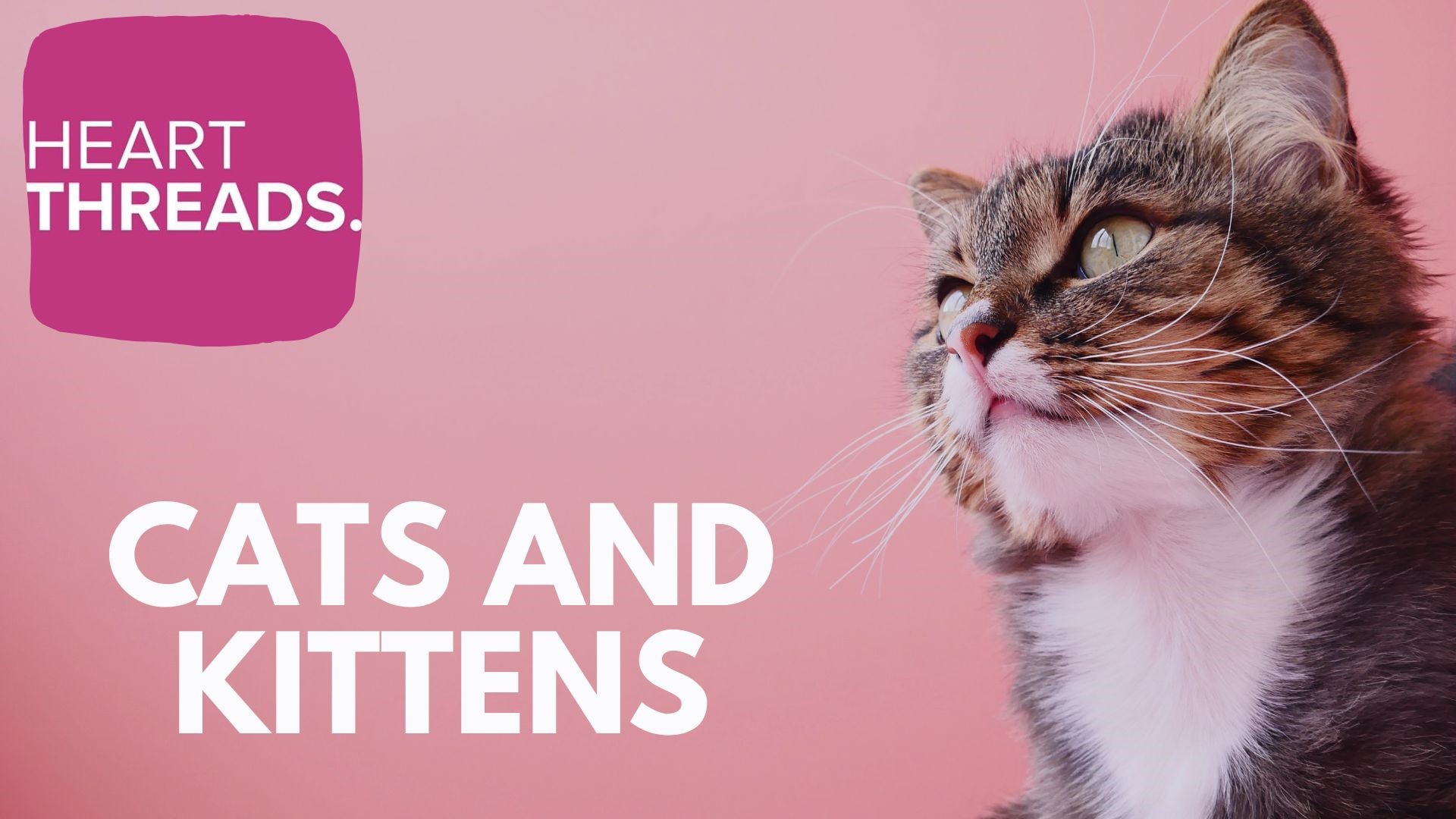 Heartwarming stories about cats, kittens and those that work to take care of our furry, feline friends.
