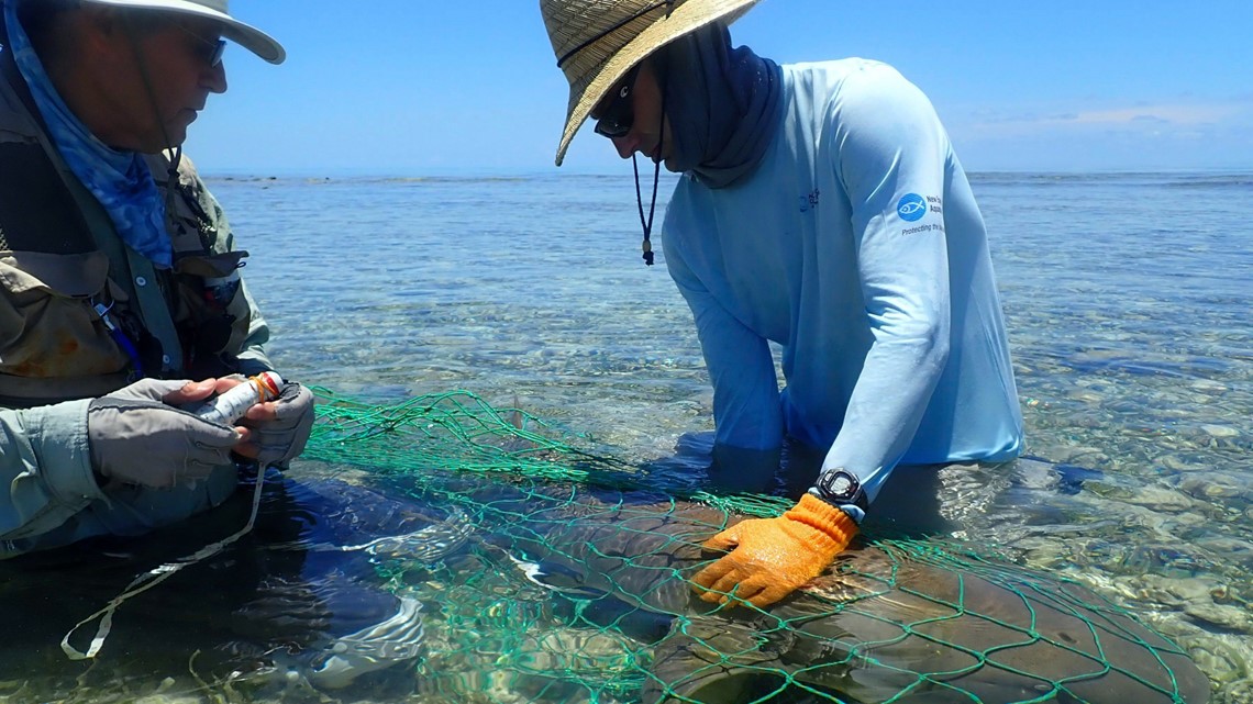Nurse sharks return to same breeding sties for decades at a time - Vimarsana News