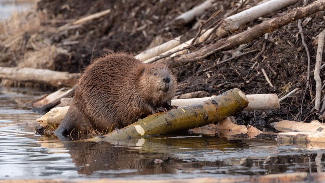 Beaver that attacked people in New Jersey and bit 8-year-old confirmed to have rabies