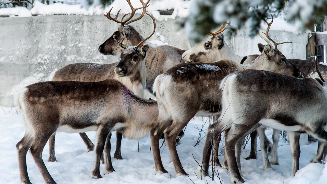 Study: Reindeer vision may have evolved to help spot favorite food