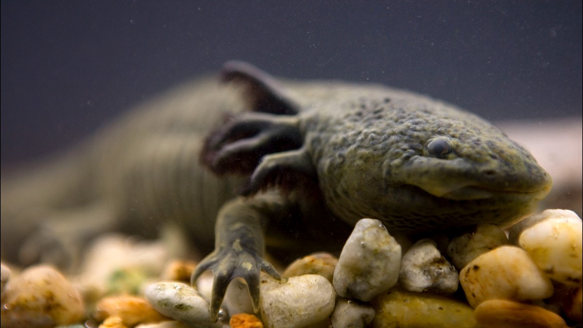 ‘Adopt an axolotl’ campaign in Mexico aims to save iconic species