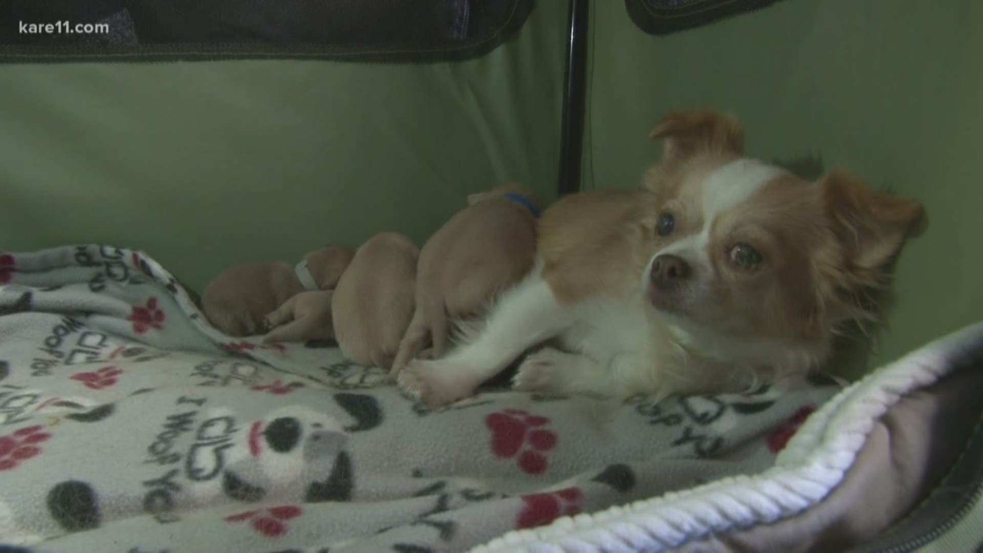 On the same day Secondhand Hounds was expecting a dog who had just lost her litter, they got an email about a litter of puppies who had just lost their mother.