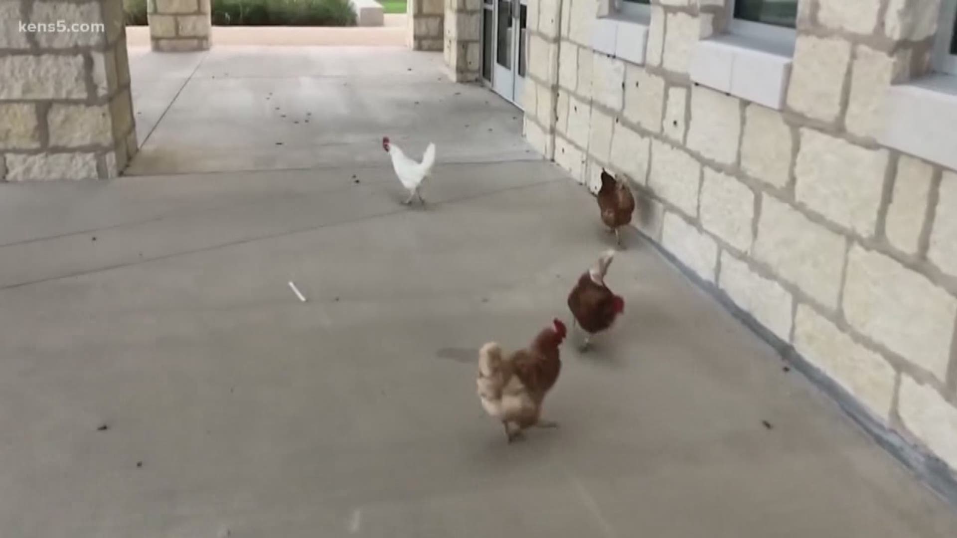 A South Texas elementary school deployed a flock of chickens to munch down on the crickets that had invaded the campus.
