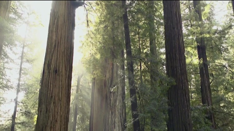 Meet the scientists that are working to save California’s giant sequoias and redwoods