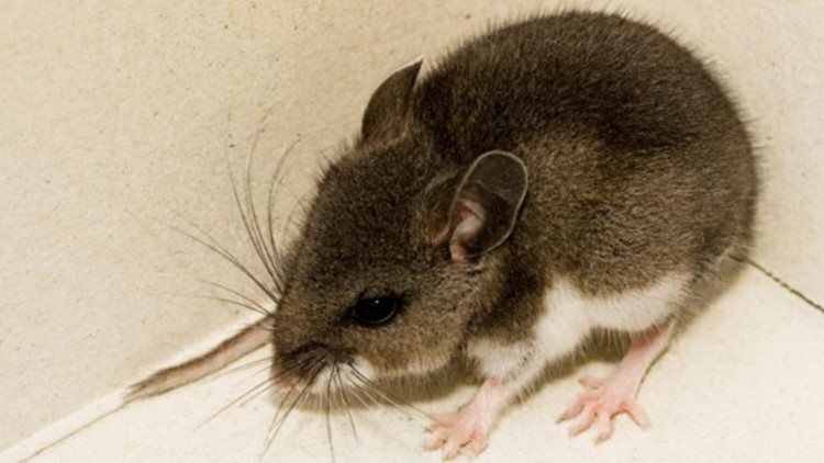 Hantavirus In Michigan Wtol Com