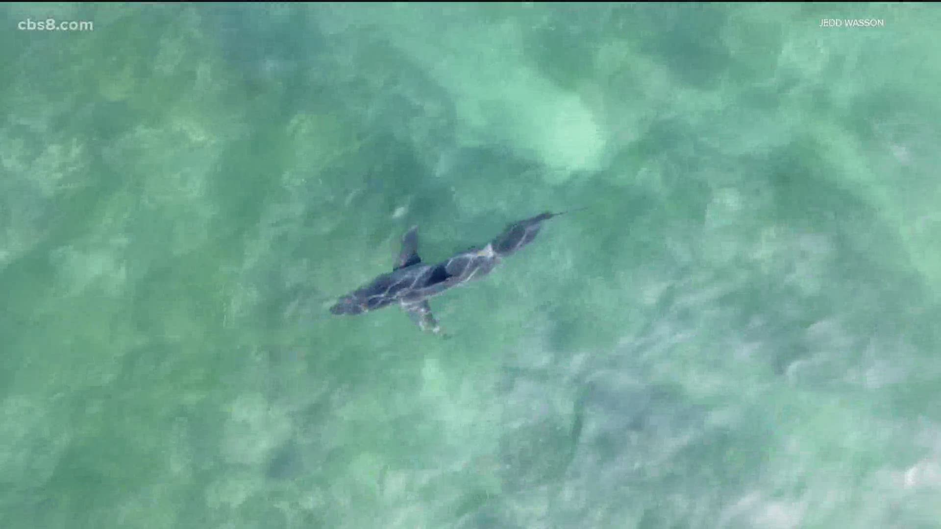 21-year-old Jedd Wasson saw around five juvenile Great White Sharks swimming between 10th and 15th Streets in Del Mar.