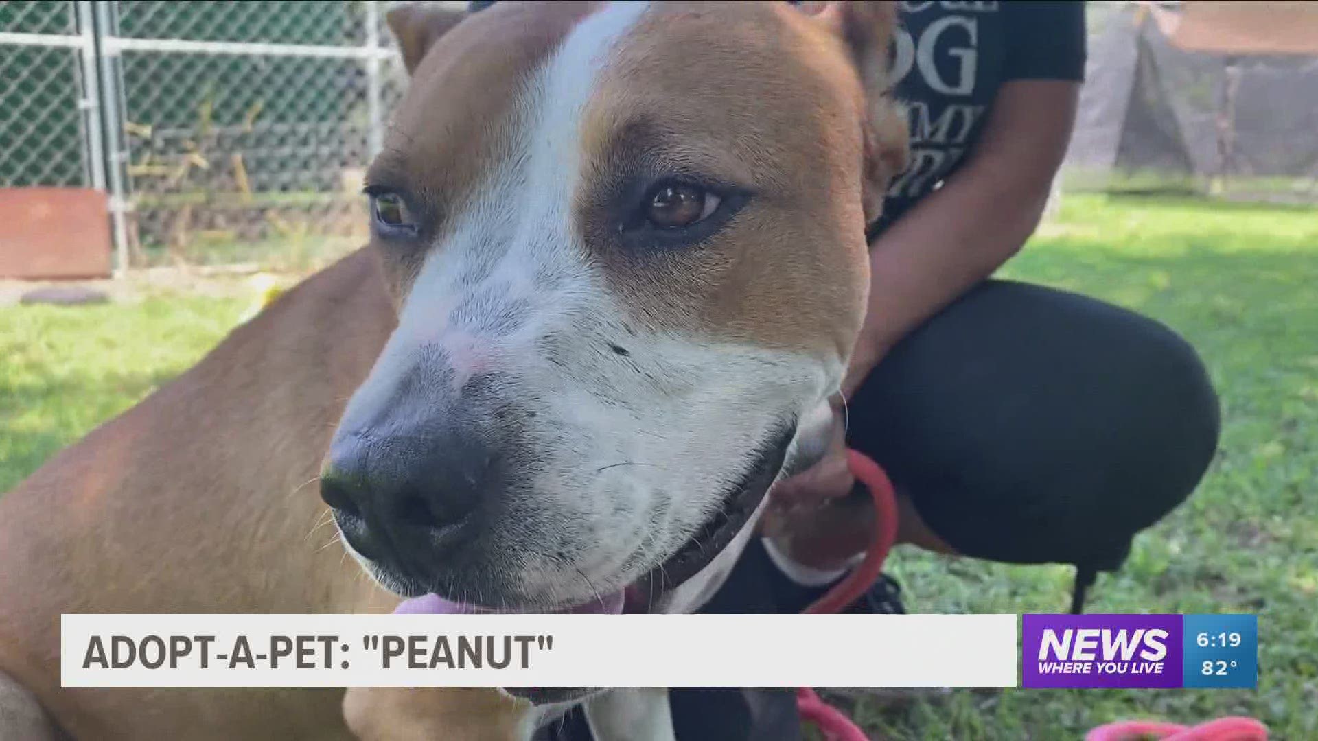 Adopt A Pet Peanut In Van Buren Wtol Com