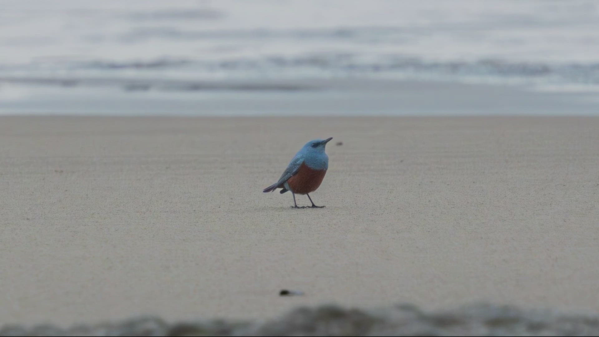 The blue rock thrush isn’t so rare in Europe and Africa. But in North America, it’s completely unheard of.