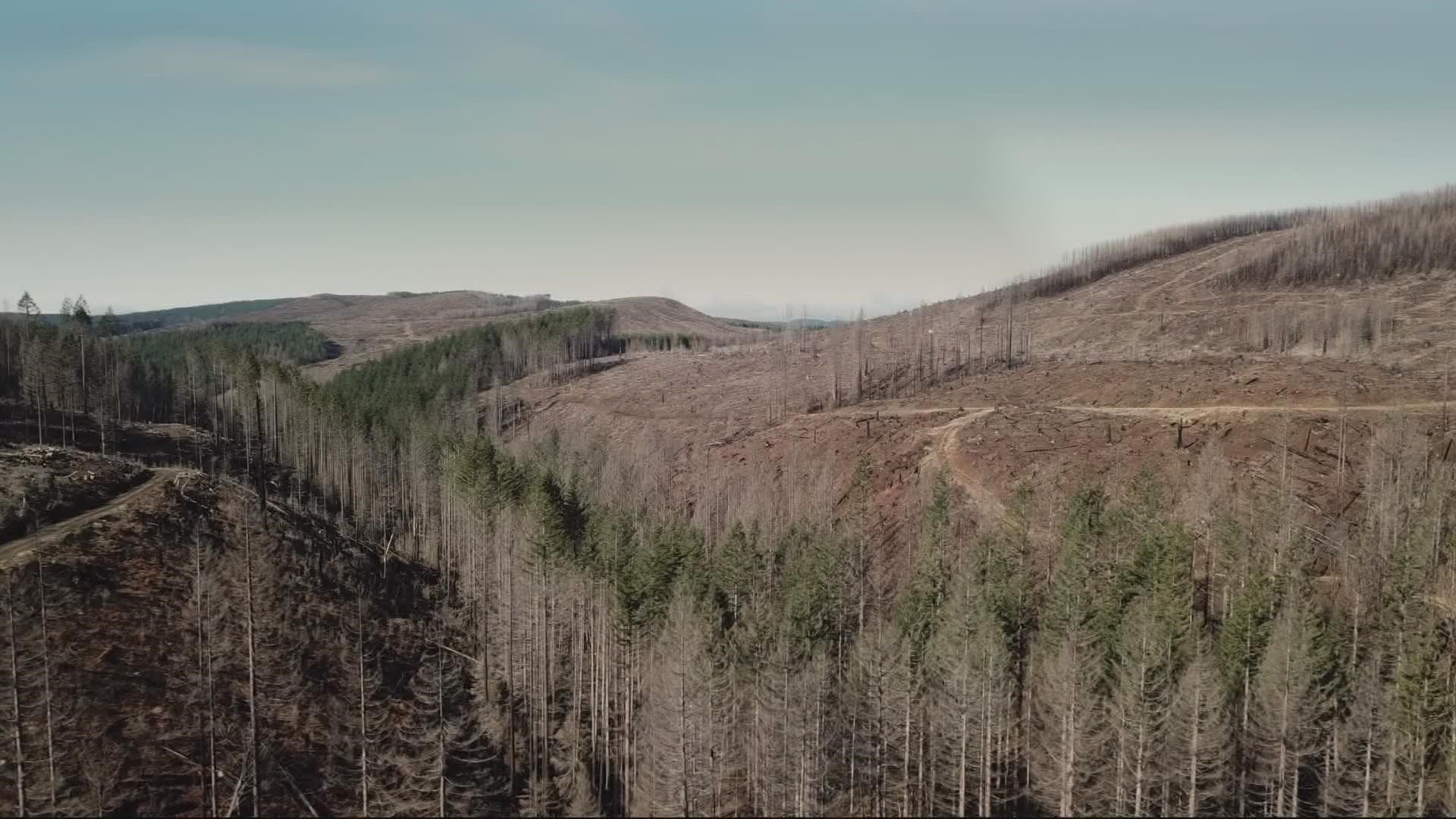 The crews can plant about 10,000 trees per day or more. The goal is to plant 1 million trees in severely burned areas of the Santiam State Forest.