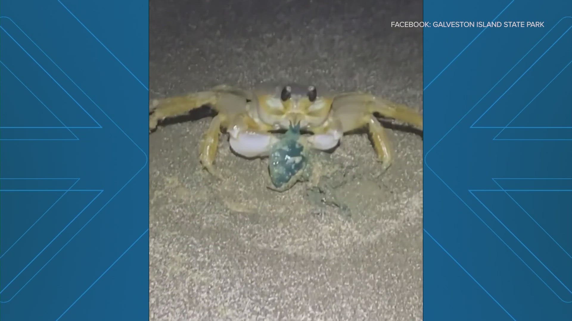 Crab Getting Smashed Portuguese man o' war gets eaten by ghost crab on Texas coast | wtol.com