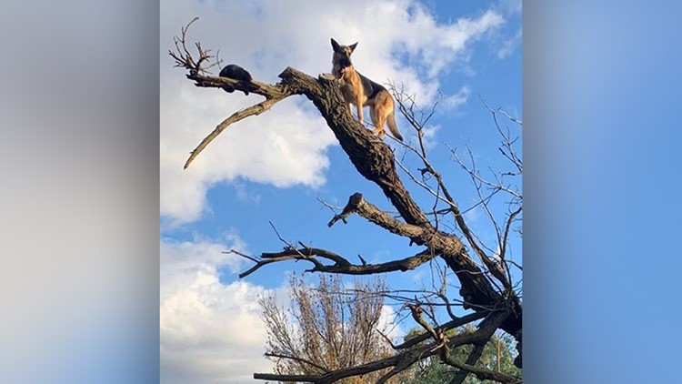 Calif. firefighters rescue German Shepherd that chased cat up a tree