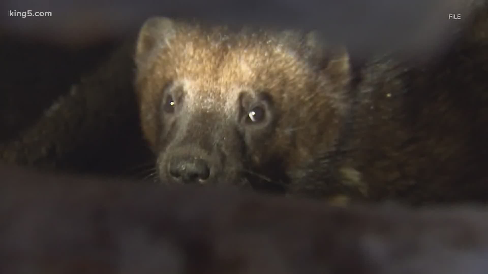 Scientists have discovered the first reproductive female wolverine and her two offspring in Mount Rainier National Park in over 100 years.