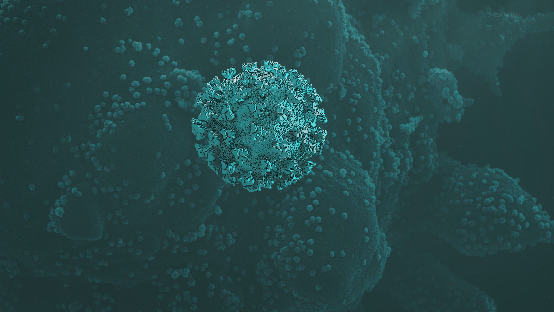 The coronavirus uses a disguise to trick its way into your cells.