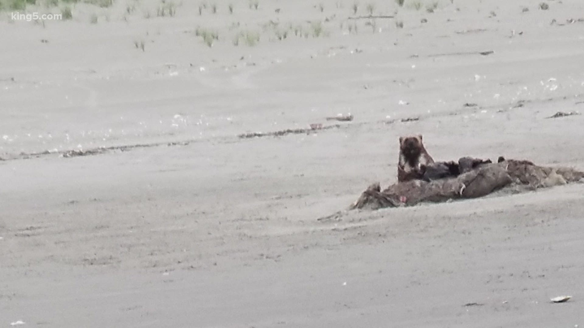 Wolverines are uncommon in Washington, which is why conservationists are excited about several sightings from over the weekend.