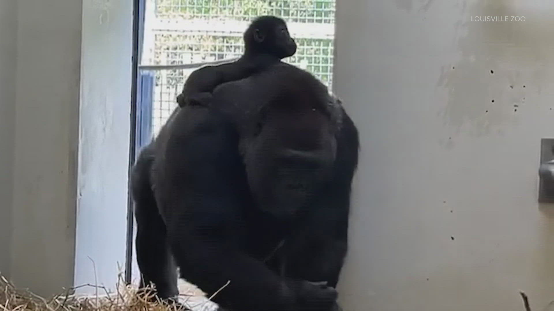 Abeo was transferred from Seattle's Woodland Park Zoo after being rejected by his birth mother last month.