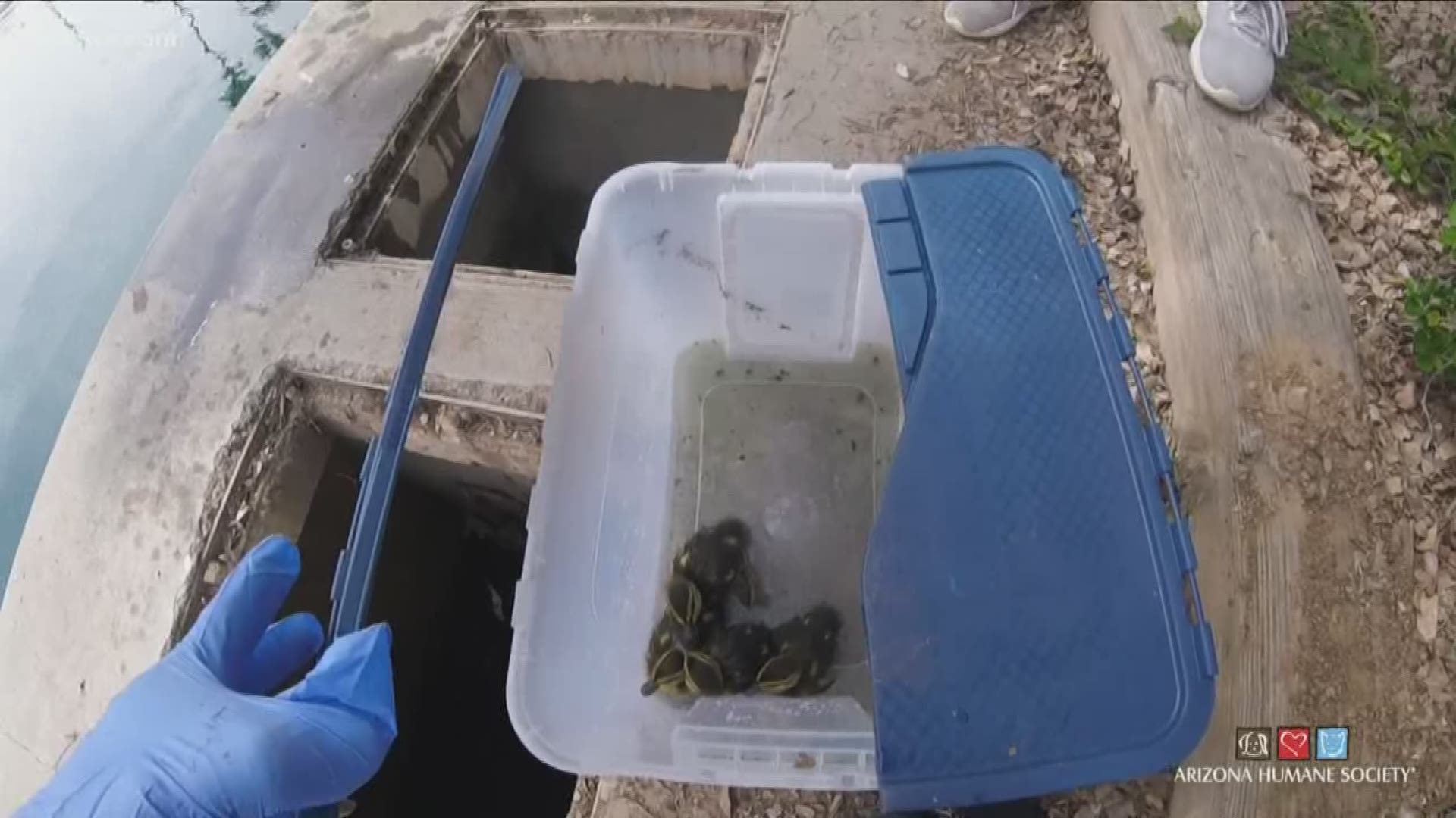 Arizona Humane Society rescued a family of ducklings. They were reunited with their parents in East Mesa.