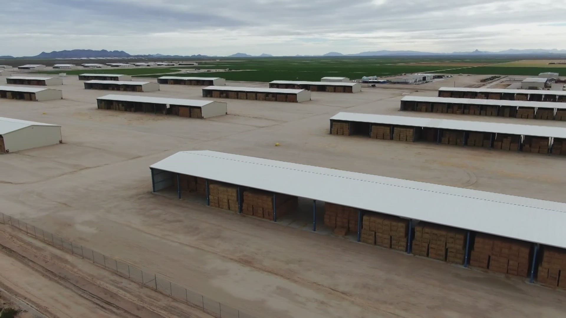 Fondomonte and Almarai grow alfalfa in Arizona, cut it, bale it and truck it to port. Then it's shipped back to Saudi Arabia to feed dairy cows.