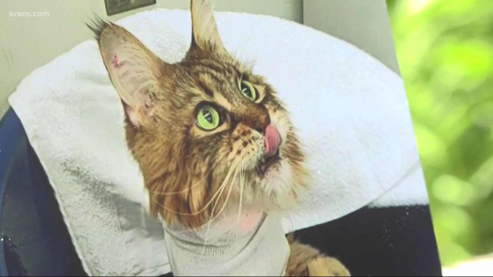 Wsu Veterinary Team Saves Maine Coon Cat S Life With Brain Surgery Wtol Com