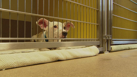 Animal shelters seeing more pets surrendered in Denver, Colorado | wtol.com